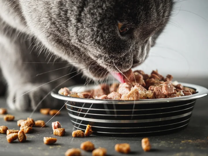 Zdjęcie przedstawia kota brytyjskiego jedzącego mokrą karmę