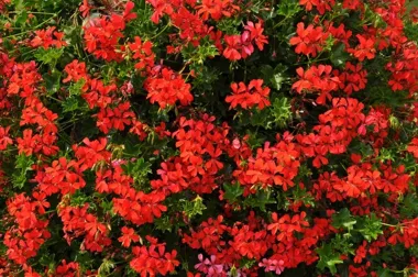 Włocławskie Saniko sprzedaje własne kwiaty na balkony i do ogrodu