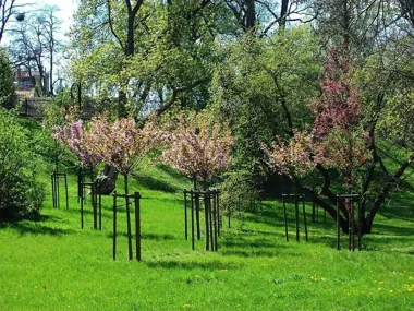 Włocławek zyska 260 nowych drzew. Ruszyły nasadzenia zastępcze