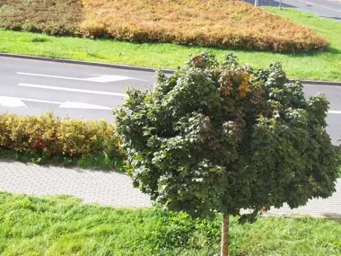 Miasto pyta o zieleń. Co zmienić w parkach i na osiedlach?